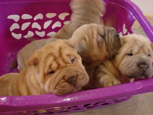 des trois royaumes - Shar Pei - Portée née le 26/05/2011